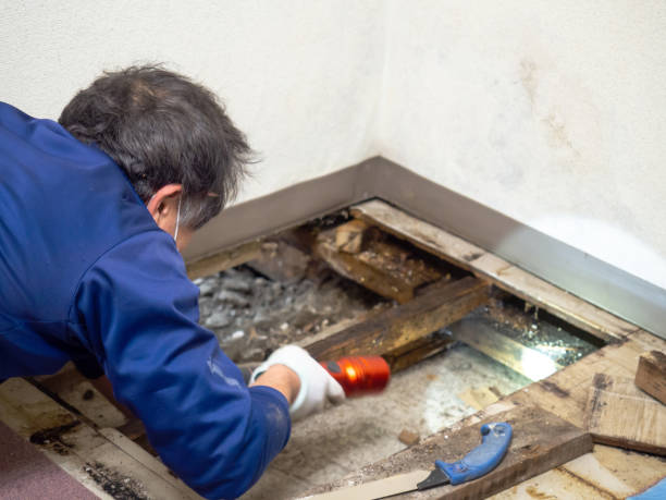 Best Certified Mold Removal  in Longbranch, WA