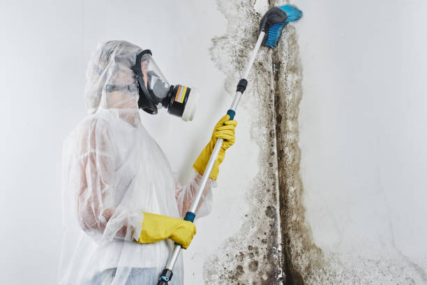 Best Emergency Mold Removal  in Longbranch, WA