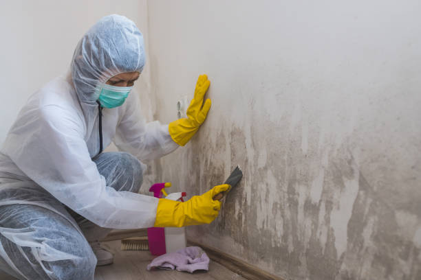 Best Certified Mold Removal  in Longbranch, WA