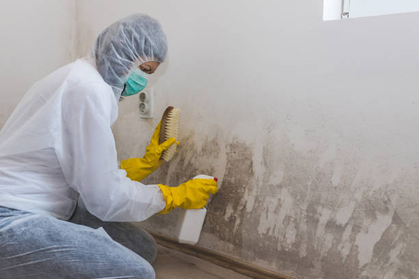 Best Same-Day Mold Removal  in Longbranch, WA
