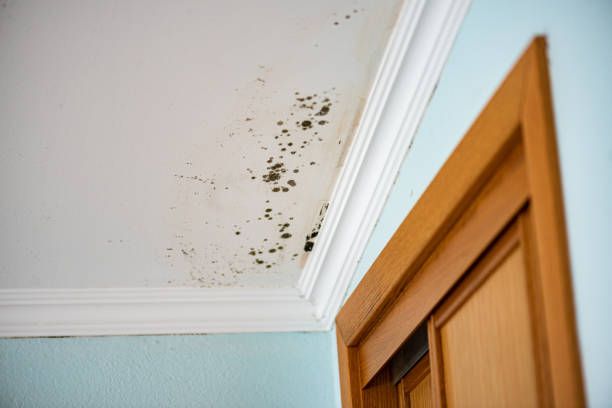 Best Professional Mold Removal  in Longbranch, WA