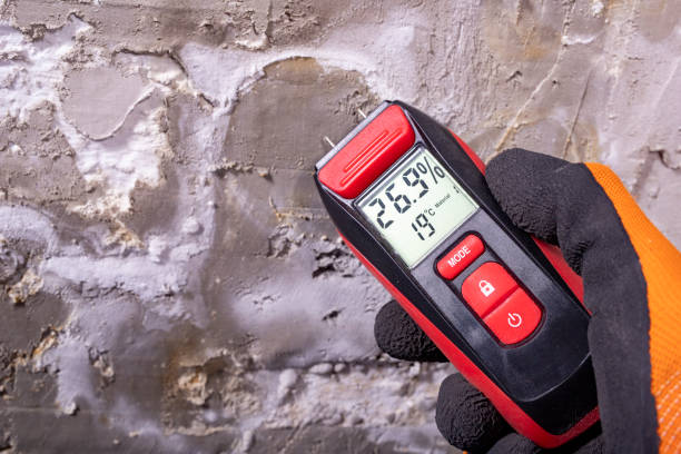 Best Affordable Mold Removal  in Longbranch, WA