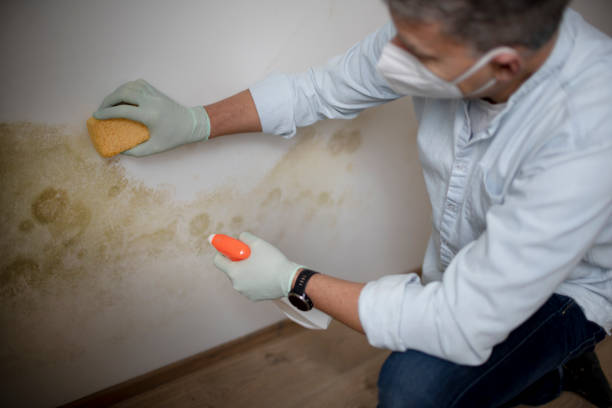Best Home Mold Removal  in Longbranch, WA