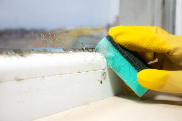 Best Mold Cleaning Services  in Longbranch, WA