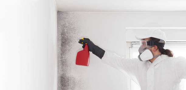 Best Mold Removal Near Me  in Longbranch, WA