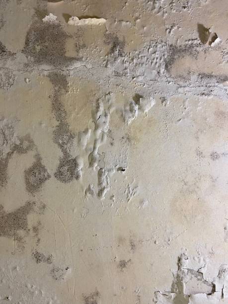 Best Same-Day Mold Removal  in Longbranch, WA