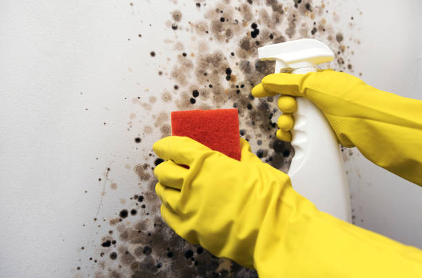 Best Mold Removal Near Me  in Longbranch, WA