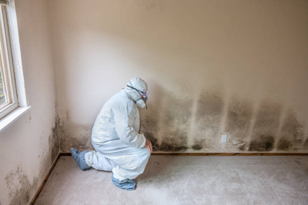 Best Attic Mold Removal  in Longbranch, WA