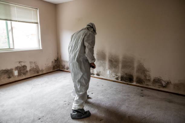 Best Office Mold Removal Services  in Longbranch, WA