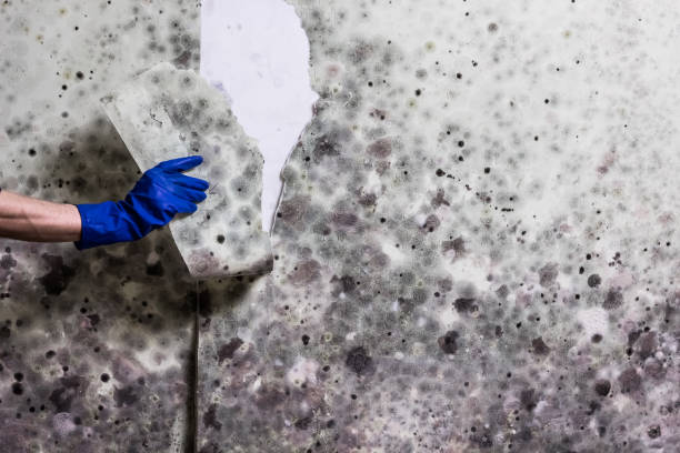 Best Mold Cleaning Services  in Longbranch, WA