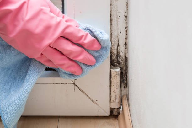 Best Best Mold Removal Companies  in Longbranch, WA