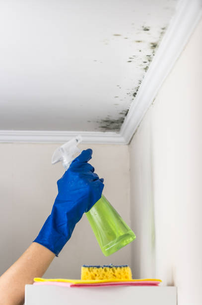 Best Professional Mold Removal  in Longbranch, WA