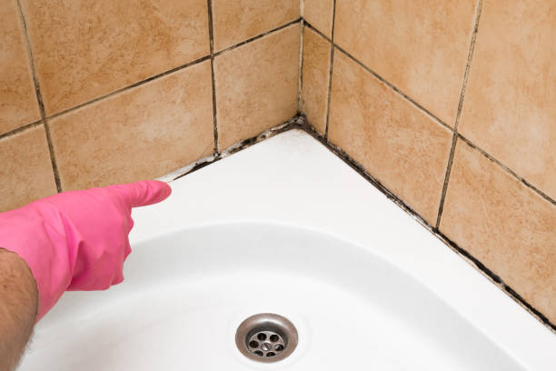 Best Home Mold Removal  in Longbranch, WA