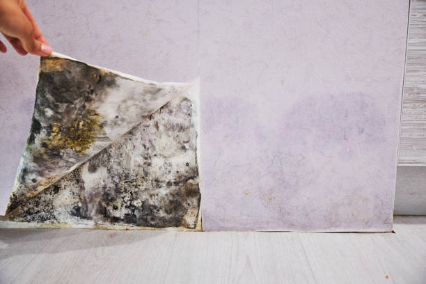 Best Commercial Mold Removal  in Longbranch, WA